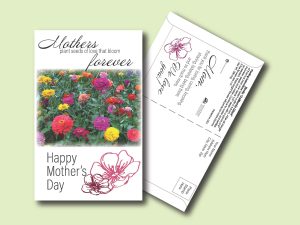 #W3P04-1 Imprinted Zinnia 'California Giant' Postcard Size Seed Packet